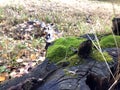 Moss Texture A Dead Tree. Old birch tree bark texture with moss. Natural background. Close up Old rotten Tree surface For Royalty Free Stock Photo