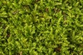 Moss texture in the detail Royalty Free Stock Photo