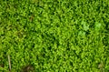 Moss Texture Royalty Free Stock Photo