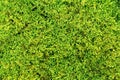 Moss texture