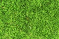 Moss texture. Moss background. Green moss Sticks on the wall texture, background wall Royalty Free Stock Photo