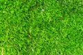Moss texture. Moss background. Green moss Sticks on the wall texture, background wall Royalty Free Stock Photo