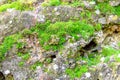 Moss texture. Moss sprouted on a stone fence. Royalty Free Stock Photo