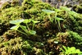 Moss texture with plant on a tree bark Royalty Free Stock Photo