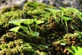 Moss texture with plant on a tree bark Royalty Free Stock Photo