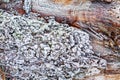 Moss and textured piece of wood covered with hoarfrost