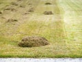 moss and thatch scarification Royalty Free Stock Photo