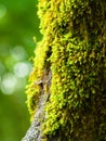 Moss on a three Royalty Free Stock Photo