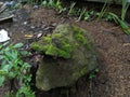 the moss that thrives on the rocks looks alive