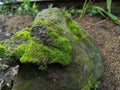 the moss that thrives on the rocks looks alive