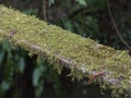 moss on top a wooden rail Royalty Free Stock Photo
