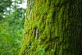 Moss on a tree Royalty Free Stock Photo