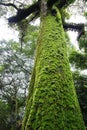 Moss on tree Royalty Free Stock Photo