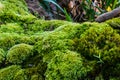 Moss on tree Royalty Free Stock Photo