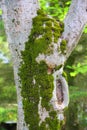 Moss on tree