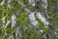 Moss on tree background. Old damp wood with green mossy texture. Royalty Free Stock Photo