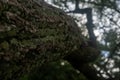 Moss on tree on the banks of the Pilon River