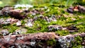 Tree trunk with moss texture Royalty Free Stock Photo