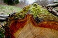 moss on a tree bark, cross sectio Royalty Free Stock Photo