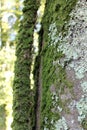 Moss on a tree