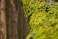 Moss on the tree Royalty Free Stock Photo