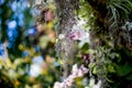 Moss Tree Leaf Flower