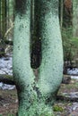 Moss on a tree in the morning spring forest