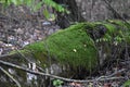 Moss on a tree stump in the forest. Nature background Royalty Free Stock Photo