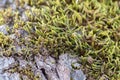 Green moss tree bark trunk closeup macro mossy log wood lichen texture close up grass forest picture image growing detail oak old Royalty Free Stock Photo