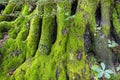 Moss on a tree trunk in the forest.Fantasy color outdoor image of gigantic roots of an old tree, covered with moss.