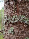 Moss on a tree trunk Royalty Free Stock Photo