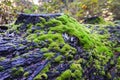 Moss on a tree trunk after rain, California Royalty Free Stock Photo