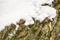 Moss on tree trunk under the snow, background image. Frozen lichen with branch in forest