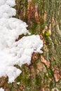 Moss on tree trunk under the snow, background image. Frozen lichen with branch in forest