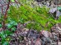 Moss on a tree trunk in winter