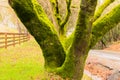 Moss on the Tree Trunks