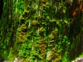 Moss on Tree Royalty Free Stock Photo