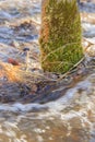 Moss on a tree