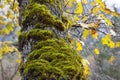 Moss on Tree, Yosemite