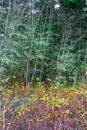 Moss on trees behind fall colored leaves Royalty Free Stock Photo