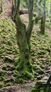 Moss trees nature