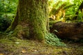 Moss on Trees