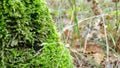 Moss Royalty Free Stock Photo
