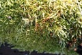 Moss on a treetrunk Royalty Free Stock Photo