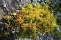 Moss on a treetrunk Royalty Free Stock Photo