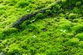 Moss Royalty Free Stock Photo