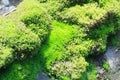 Moss of Tropical River RÃÂ­o AgrÃÂ­o