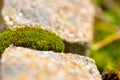 Moss between two decorative edging stones