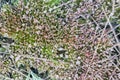 Moss under hoarfost slective focus macro Royalty Free Stock Photo