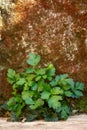 Wild green plant growing at the foot of a stone wall